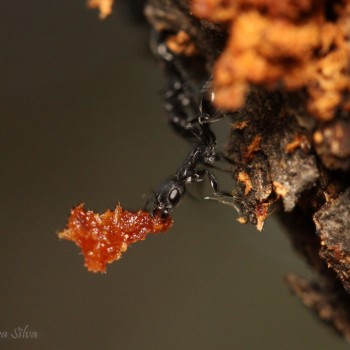 Foto Naturaleza Chile